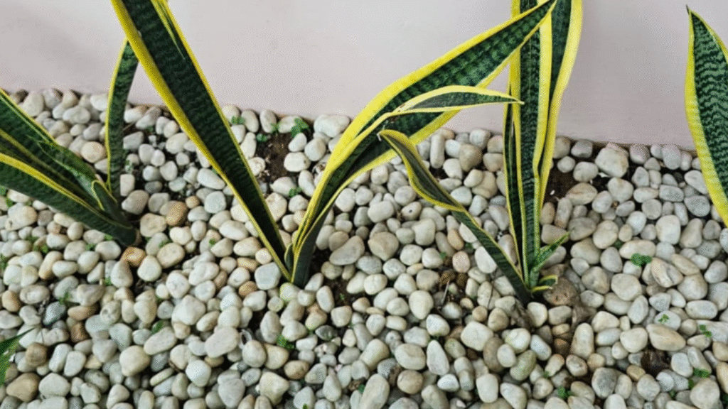 Untitled design (24)